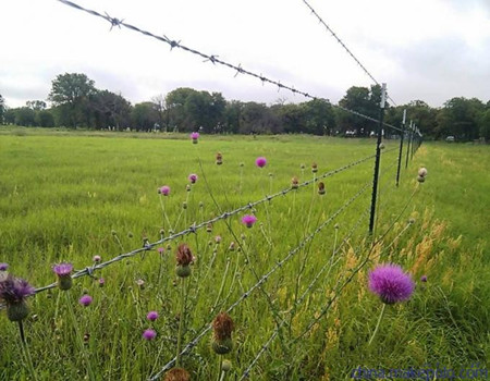 鍍鋅刺繩圍欄.jpg 鍍鋅刺繩圍欄.jpg