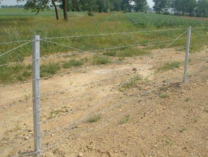 刺鐵絲.jpg 刺鐵絲.jpg